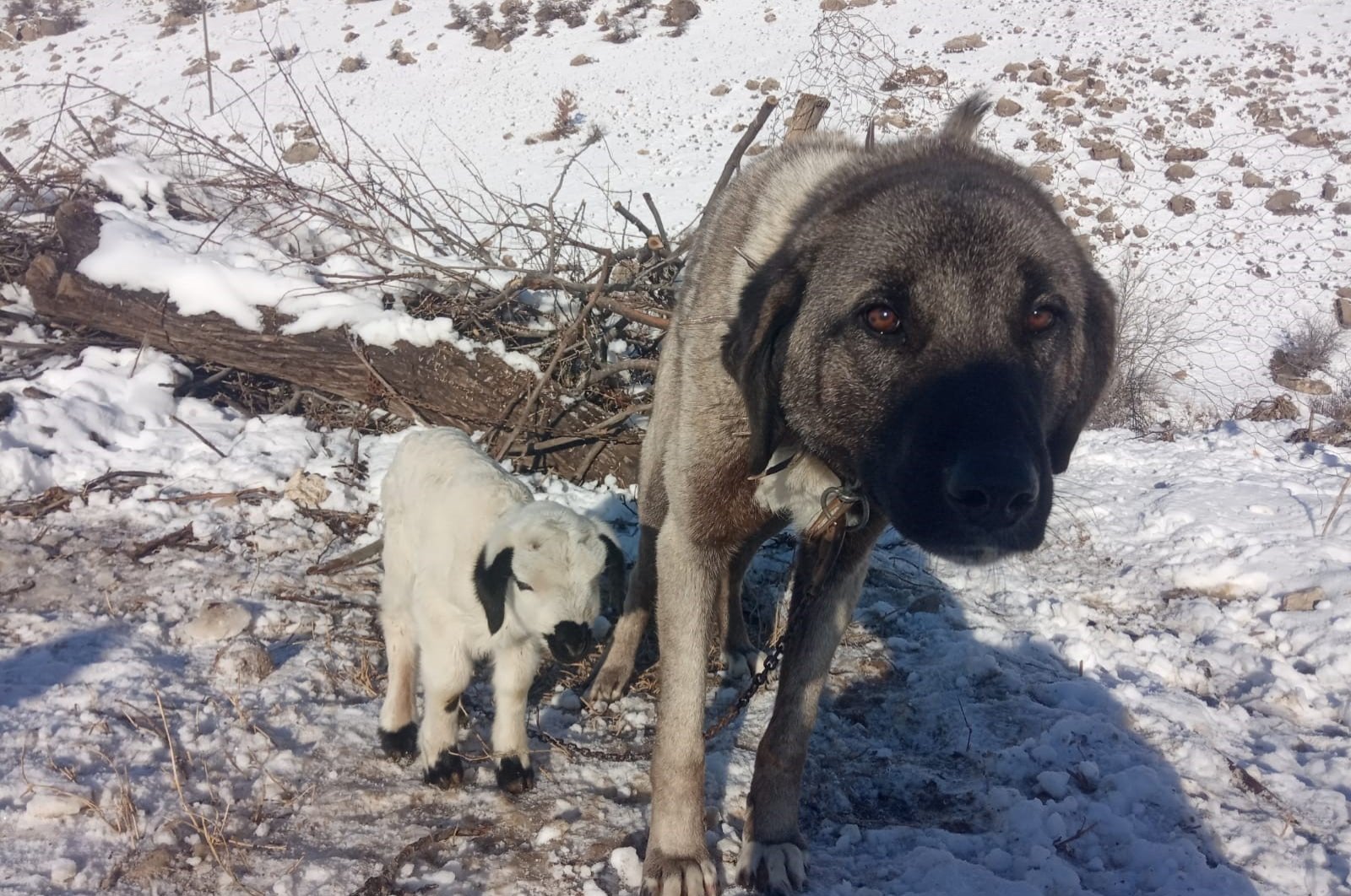 Anjing Kangal Turki menganut peran ibu bagi anak domba