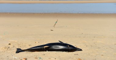 A dead dolphin lies on a beach of the Atlantic Ocean near Lacanau, southwestern France, March 22, 2019. (AFP Photo)