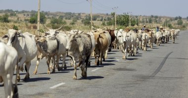 A herd of cattles on a street close to Suru in Birnin Kebbi, Nigeria, Nov. 14, 2018. (Getty Images Photo)