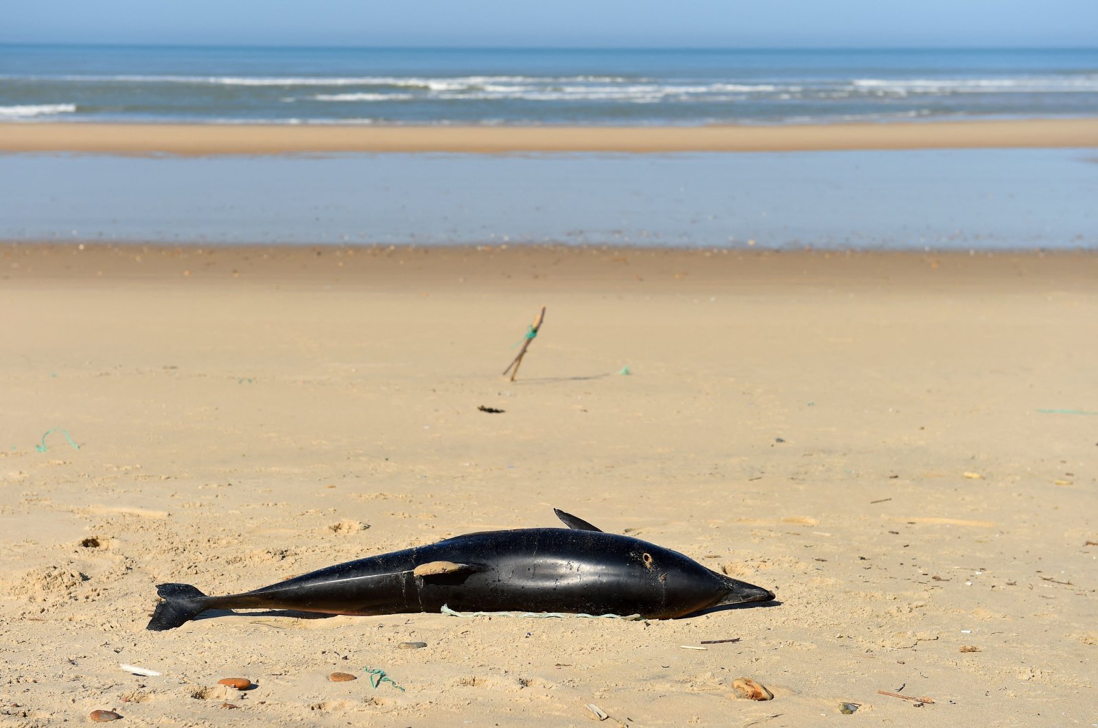 A dead dolphin lies on a beach of the Atlantic Ocean near Lacanau, southwestern France, March 22, 2019. (AFP Photo)