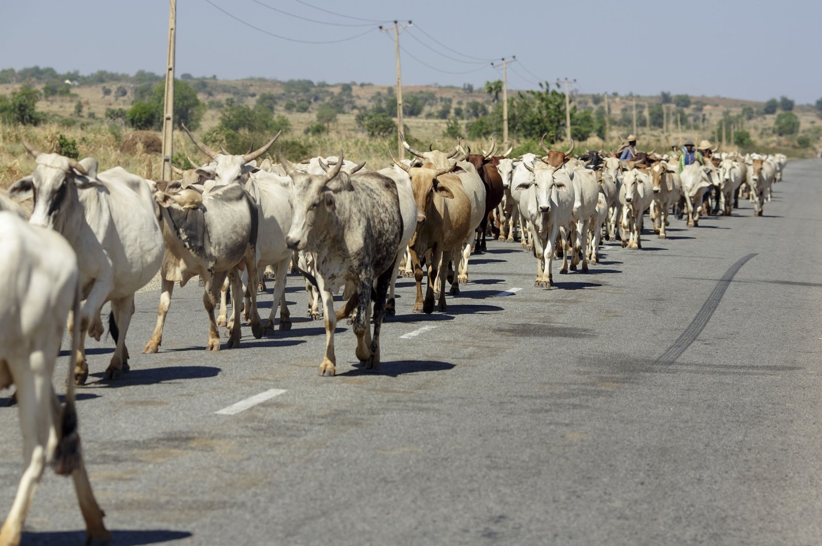 A herd of cattles on a street close to Suru in Birnin Kebbi, Nigeria, Nov. 14, 2018. (Getty Images Photo)