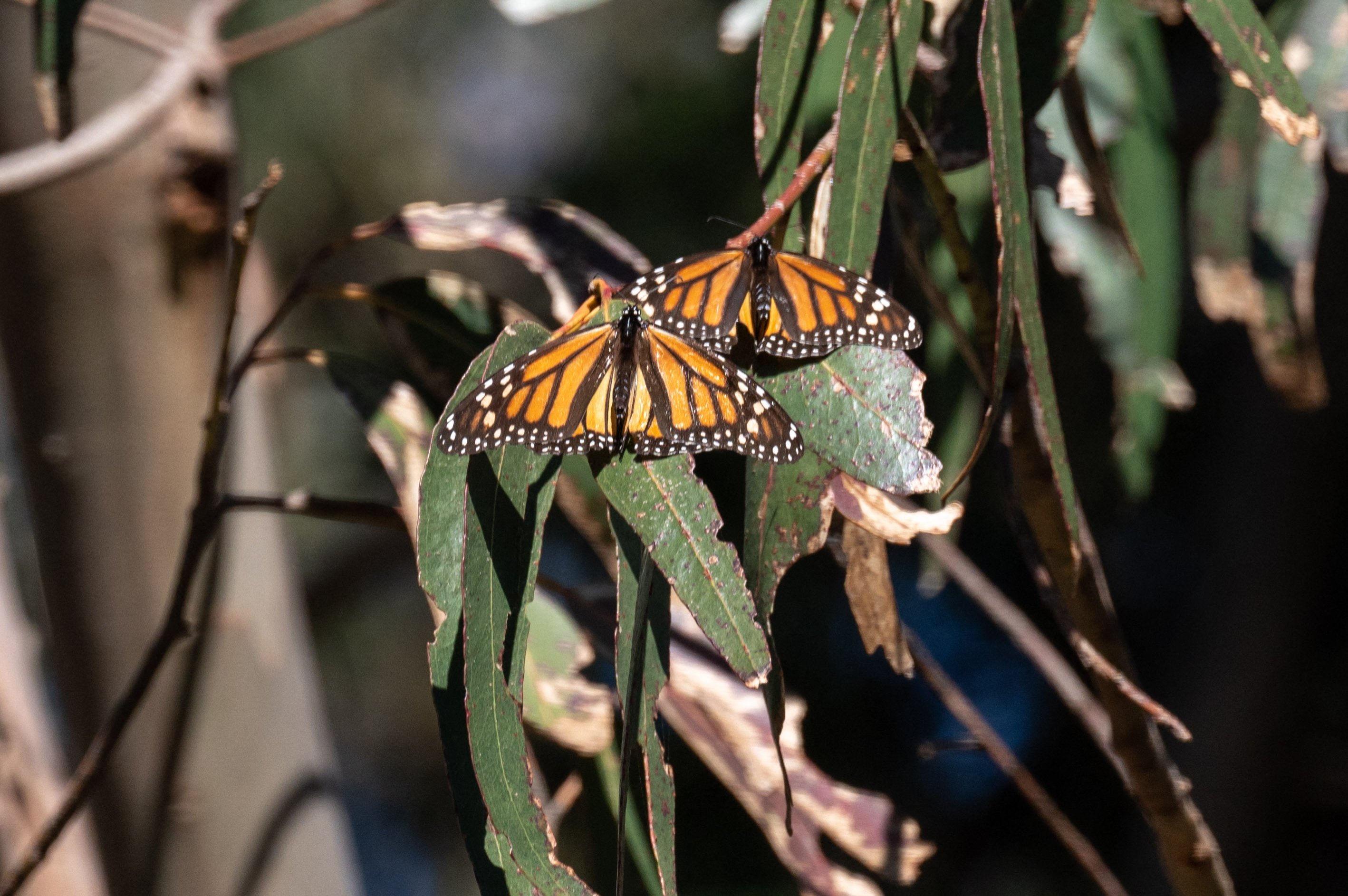 Monarch butterflies are seen as they overwinter in a protected area inside Natural Bridges State Beach in Santa Cruz, California, U.S., Jan. 26, 2023. (AFP Photo)