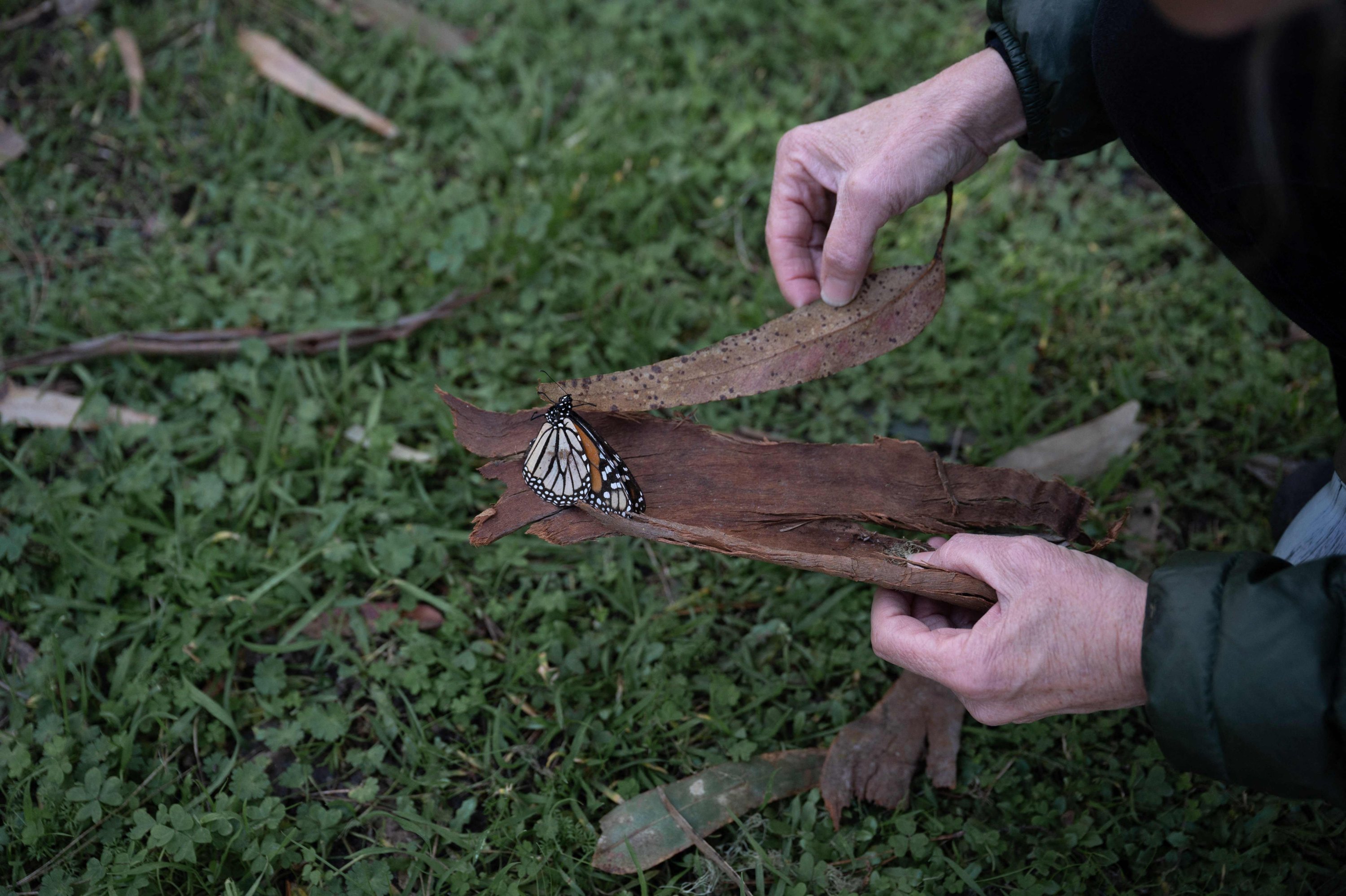 Stephanie Turcotte Edenholm, educator and naturalist, uses leaves and bark to pick up an injured Monarch at the Pacific Grove Monarch Sanctuary in Pacific Grove, California, U.S., Jan. 26, 2023. (AFP Photo)