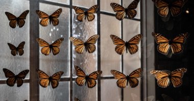 A collection of preserved Monarch butterflies is seen at the Pacific Grove Museum of Natural History in Santa Cruz, California, U.S., Jan. 26, 2023. (AFP Photo)