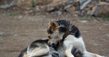 A shepherd&#039;s dog scratches itself in a rural area, Istanbul, Türkiye, Feb. 5, 2023. (Shutterstock Photo)