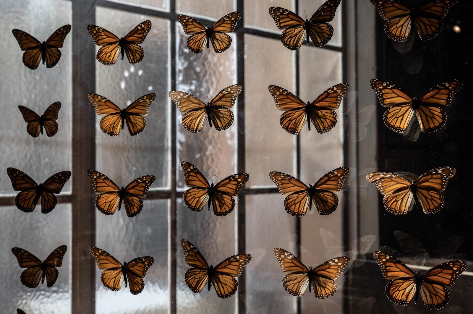 A collection of preserved Monarch butterflies is seen at the Pacific Grove Museum of Natural History in Santa Cruz, California, U.S., Jan. 26, 2023. (AFP Photo)