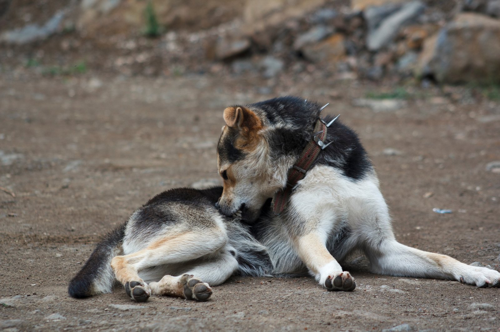A shepherd&#039;s dog scratches itself in a rural area, Istanbul, Türkiye, Feb. 5, 2023. (Shutterstock Photo)