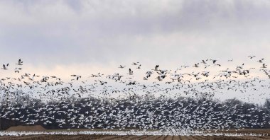 Snow geese take off from a field in Ruthsburg, Maryland, U.S., Jan. 25, 2023. (AFP Photo)