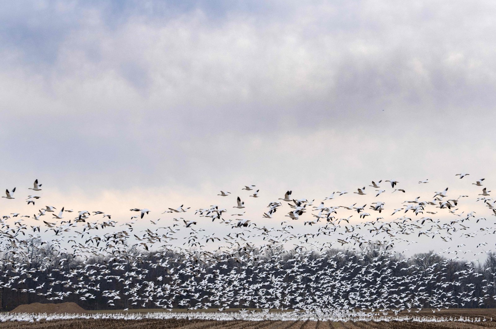 Snow geese take off from a field in Ruthsburg, Maryland, U.S., Jan. 25, 2023. (AFP Photo)