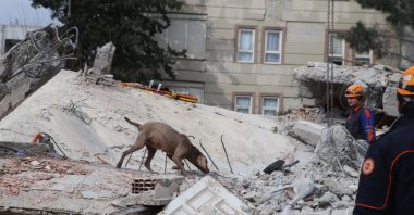 A rescue dog helps search and rescue teams in Şanlıurfa, Türkiye, Feb. 7, 2023. (AA Photo)
