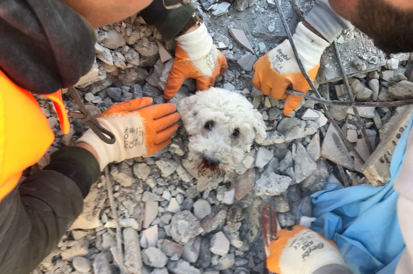 Gempa Türkiye: Penyelamatan anjing Puffy dari reruntuhan meluluhkan hati