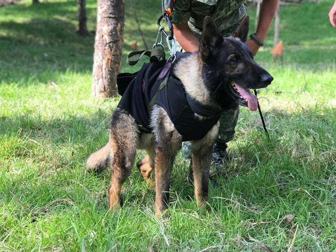 Foto selebaran tak bertanggal dari anjing penyelamat Proteo, yang meninggal pada akhir pekan saat bertugas di kota Adıyaman, Türkiye, selama upaya penyelamatan.  (Foto Reuters)