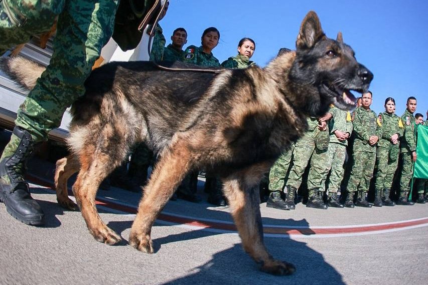 Mexican rescue dog Proteo is seen upon arrival at the airport in Adana, Türkiye, Feb. 8, 2023. (AFP Photo)