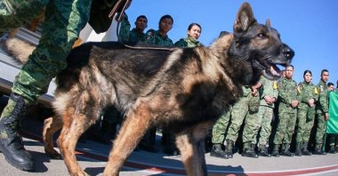 Mexican rescue dog Proteo is seen upon arrival at the airport in Adana, Türkiye, Feb. 8, 2023. (AFP Photo)