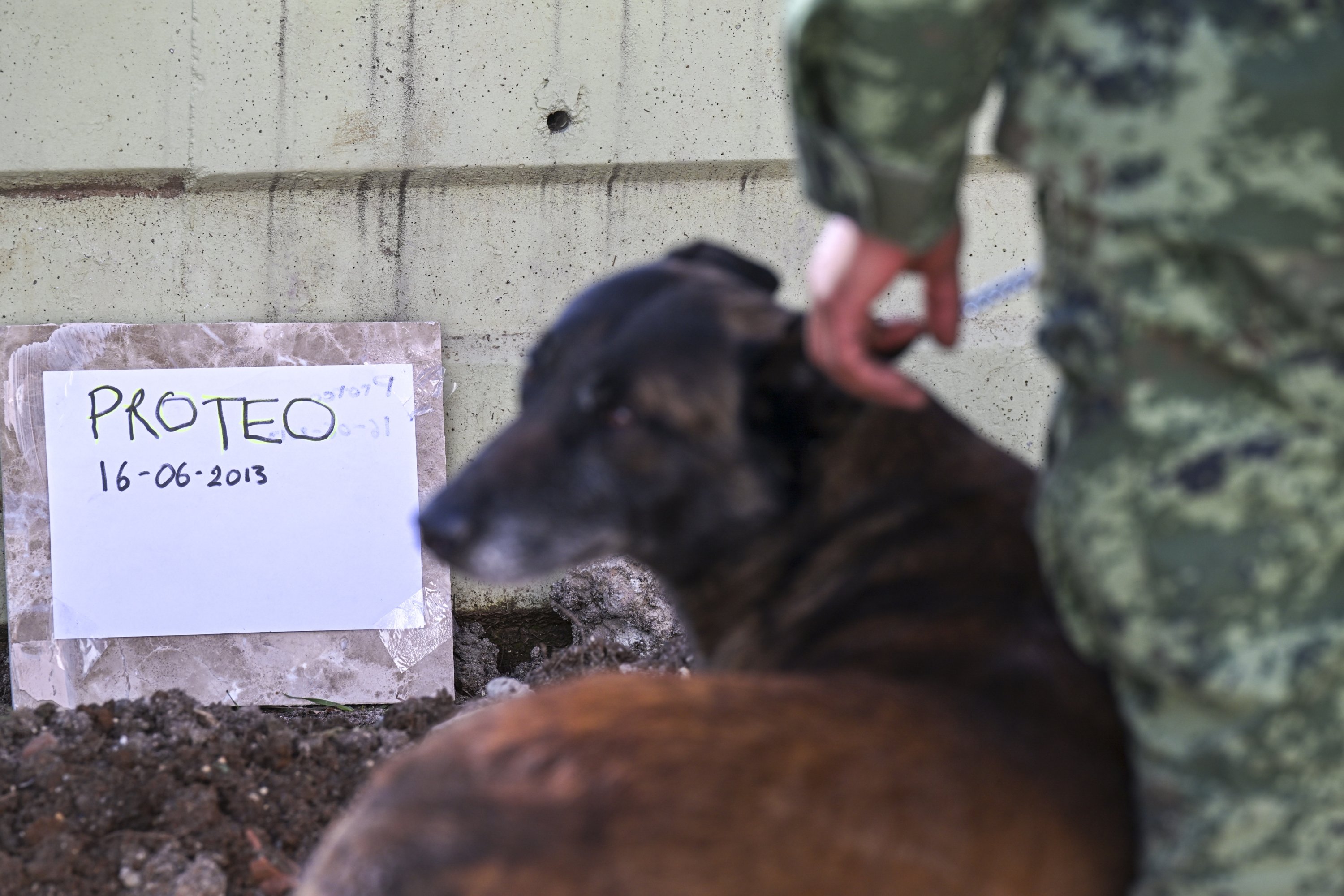 Tim penyelamat Meksiko di Türkiye berkumpul untuk berkabung dan memberi penghormatan kepada Proteo, seekor anjing penyelamat Meksiko yang mati saat menyelamatkan nyawa di reruntuhan yang ditinggalkan oleh gempa dahsyat di selatan negara itu, 14 Februari 2022. ( Foto AA)