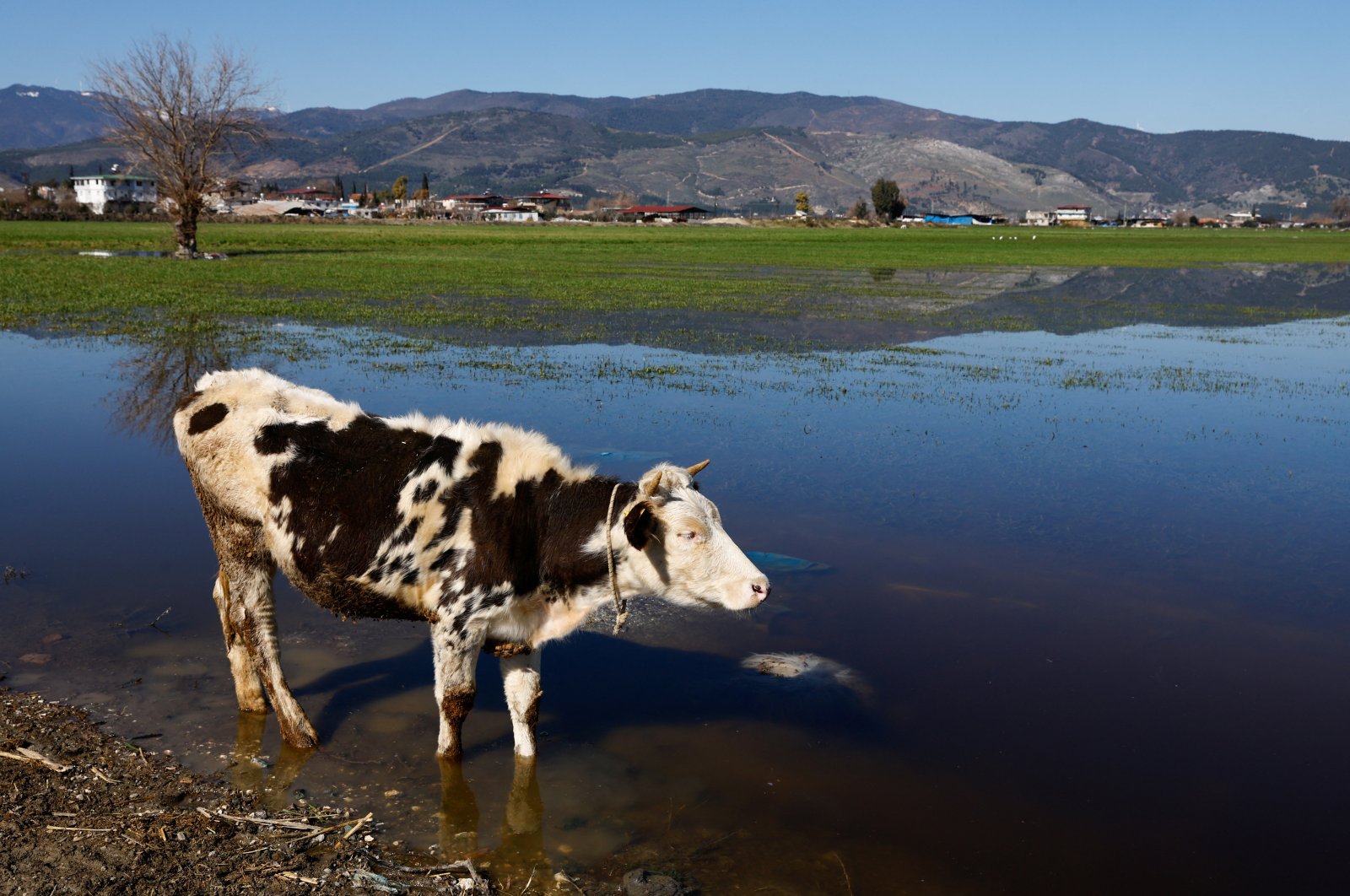 A cow is seen in a rural area of Hatay province in the aftermath of a deadly earthquake, southeastern Türkiye, Feb. 17, 2023. (Reuters Photo)