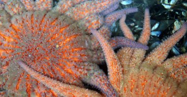 Sunflower sea stars seen in an enclosure at University of Washington's Friday Harbor Marine Lab in Friday Harbor, Washington, U.S., Feb. 11, 2023. (Reuters Photo)