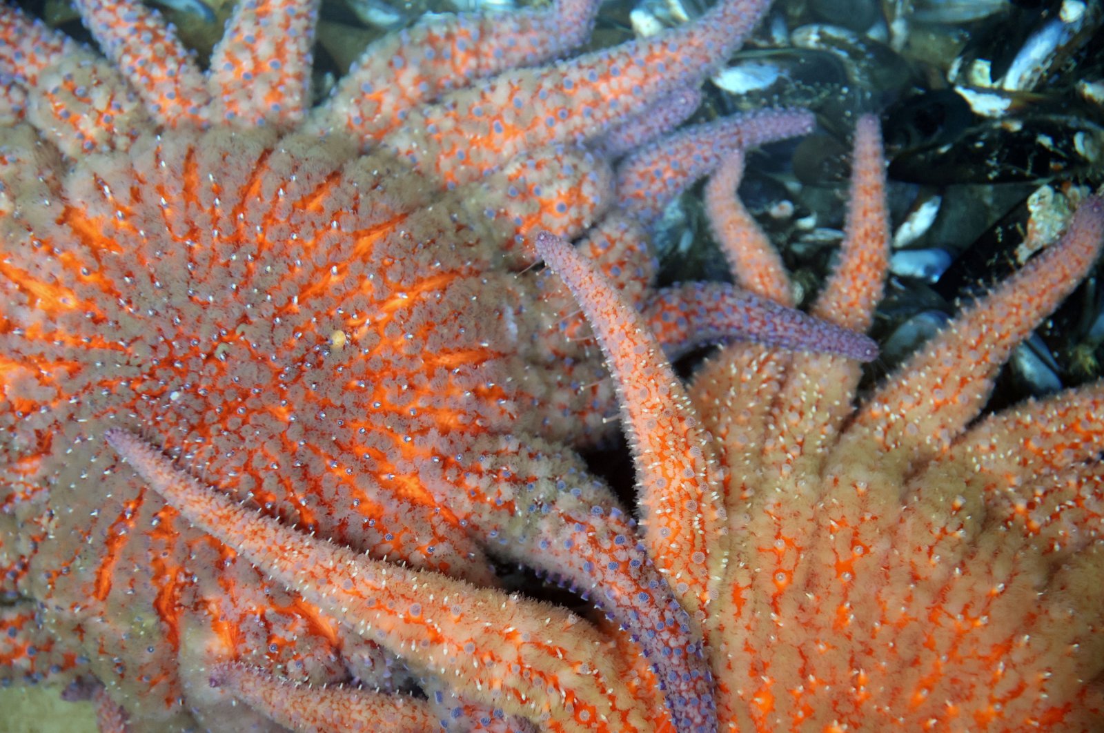 Bintang laut yang tumbuh di laboratorium membantu para ilmuwan memahami kematian massal Pasifik