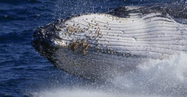 A humpback whale breaches off the coast of Port Stephens, Australia, June 14, 2021. (AP Photo)