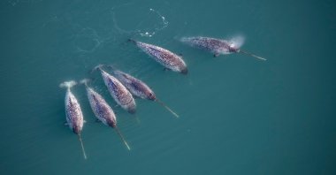An aerial view shows narwhals in the fjords off the eastern coast of Greenland, Feb. 21, 2023. (AFP Photo)