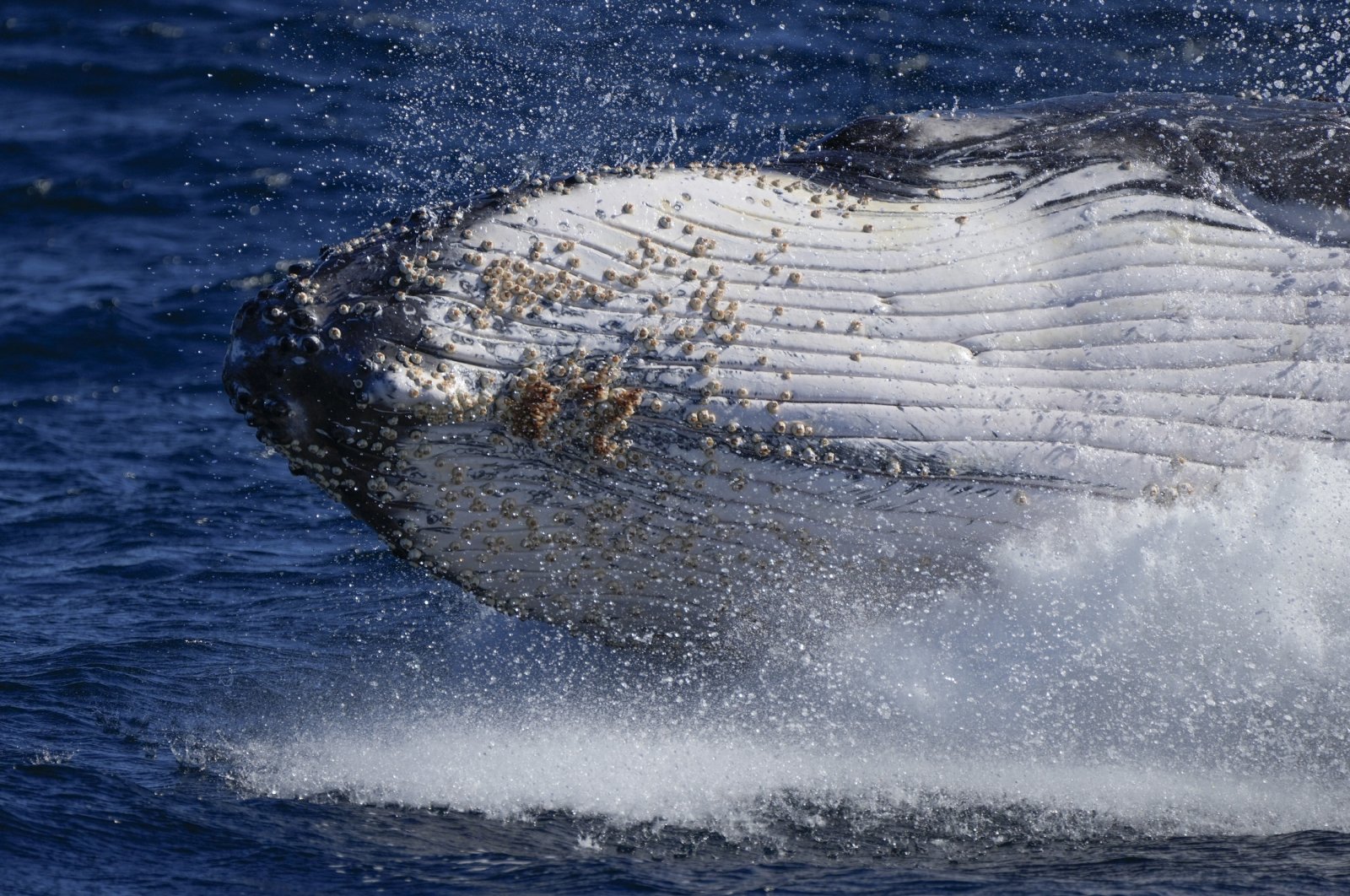 A humpback whale breaches off the coast of Port Stephens, Australia, June 14, 2021. (AP Photo)