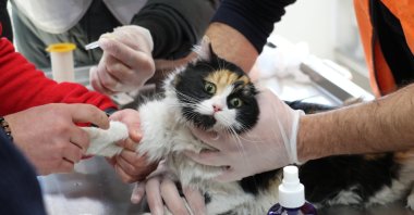 A cat rescued from the wreckage after the earthquake receives treatment in an animal shelter, Kahramanmaraş, Türkiye, Feb. 22, 2023. (DHA Photo)