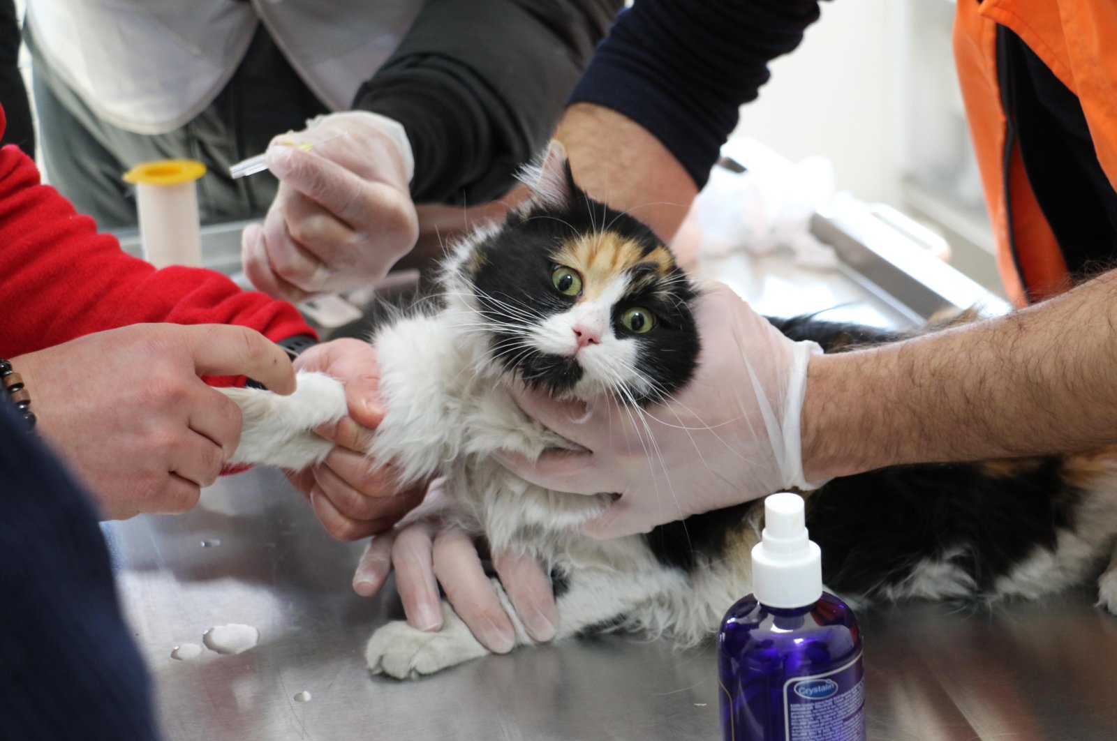 A cat rescued from the wreckage after the earthquake receives treatment in an animal shelter, Kahramanmaraş, Türkiye, Feb. 22, 2023. (DHA Photo)