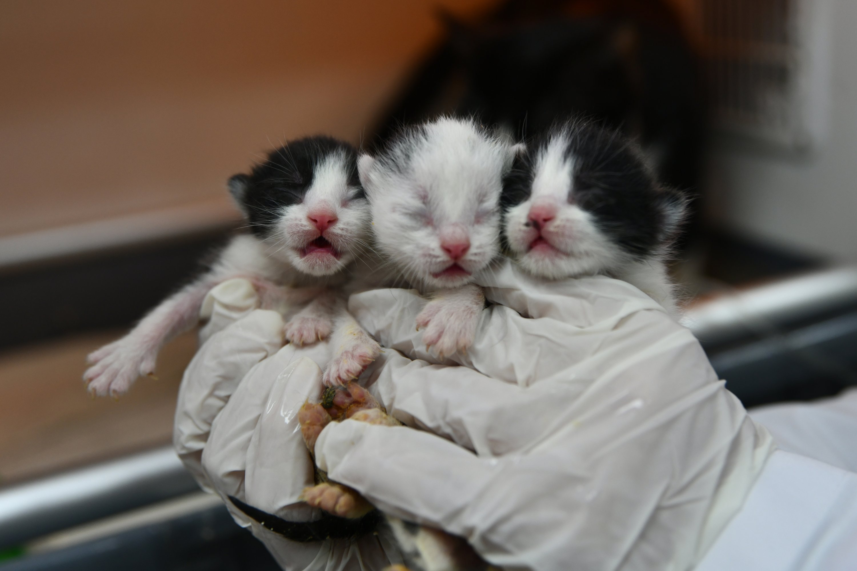 Kucing yang diselamatkan dari puing-puing itu melahirkan tiga anak melalui operasi caesar yang dilakukan di Kebun Binatang Gaziantep, Gaziantep, Türkiye, 23 Februari 2023. (Foto AA)
