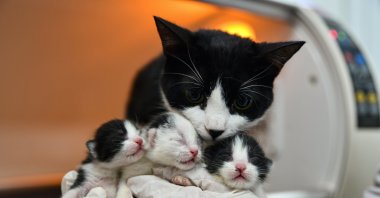 The cat, which was rescued from the debris, gave birth to three cubs via a cesarean section performed in the Gaziantep Zoo, Gaziantep, Türkiye, Feb. 23, 2023. (AA Photo)