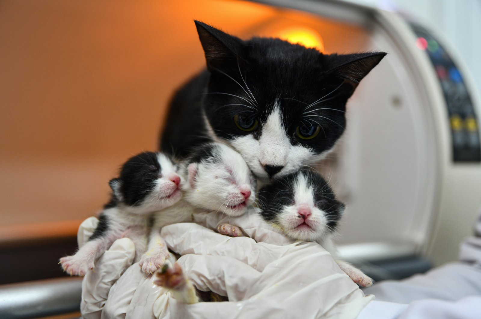 Dokter hewan di Gaziantep menyatukan kembali kucing yang diselamatkan dari gempa dengan anak kucing