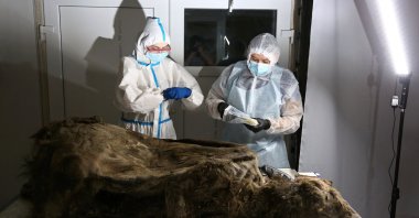 Scientists conduct an autopsy of a fossil brown bear with a geological age of 3,460 years, found in the permafrost of northern Yakutia, Yakutsk, Russia, Feb. 21, 2023. (Reuters Photo)