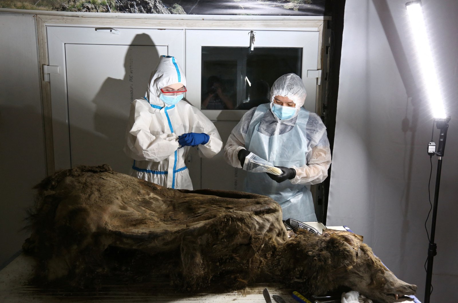 Para ilmuwan memotong beruang berusia 3.500 tahun yang membeku di permafrost Siberia