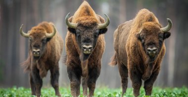A group of European bison, in the Knyszyn Forest, Poland. (Shutterstock Photo)