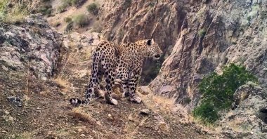 An Anatolian leopard ("Pars") is spotted in a mountainous location in Trabzon, northern Türkiye, Feb. 28, 2023. (İHA Photo)