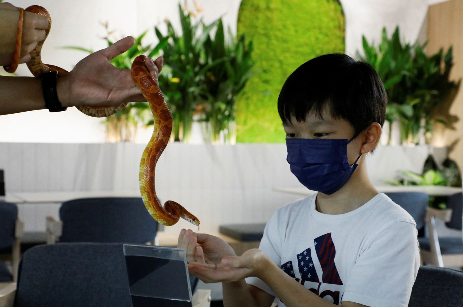 Makan siang reptil: Ular, kadal menikmati makanan penutup di kafe reptil