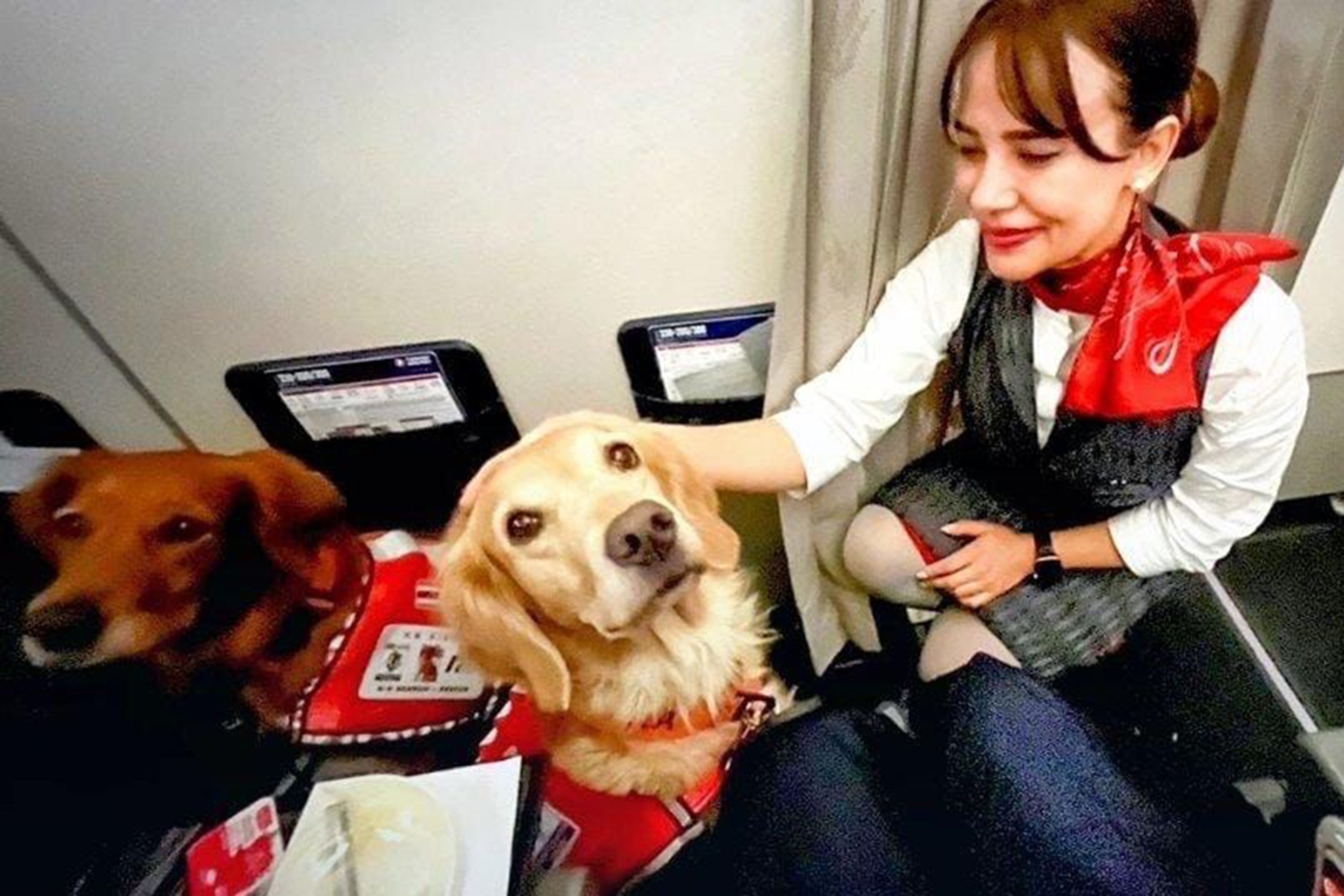 Pramugari terlihat menyambut anjing penyelamat di pesawat, 1 Maret 2023. (Foto AA)