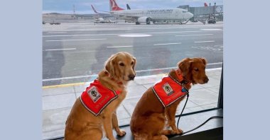 Life-saving dogs wait to fly with Turkish Airlines in business class at Istanbul Airport, Istanbul, Türkiye, March 1, 2023. (AA Photo)