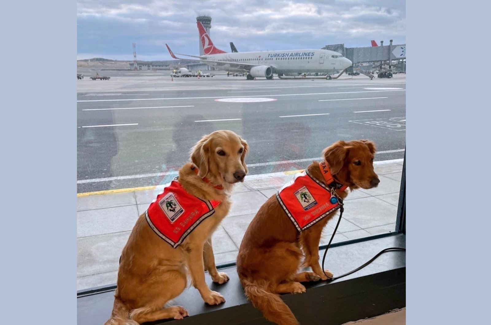 Life-saving dogs wait to fly with Turkish Airlines in business class at Istanbul Airport, Istanbul, Türkiye, March 1, 2023. (AA Photo)