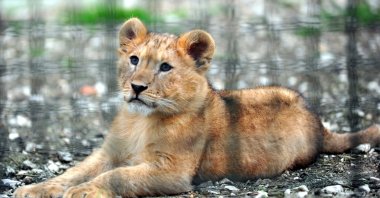 A baby lion lays on the ground in Bursa Metropolitan Municipality Zoo, Bursa, northwestern Türkiye, March 2, 2023. (DHA Photo)