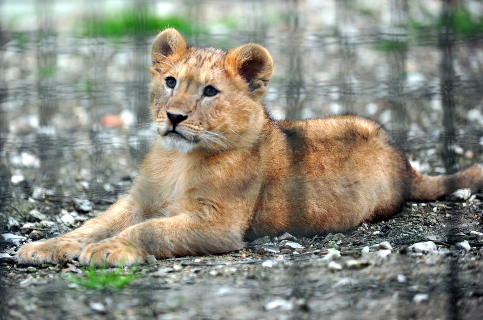 Sepasang anak singa memulai debutnya di kebun binatang di Türkiye’s Bursa