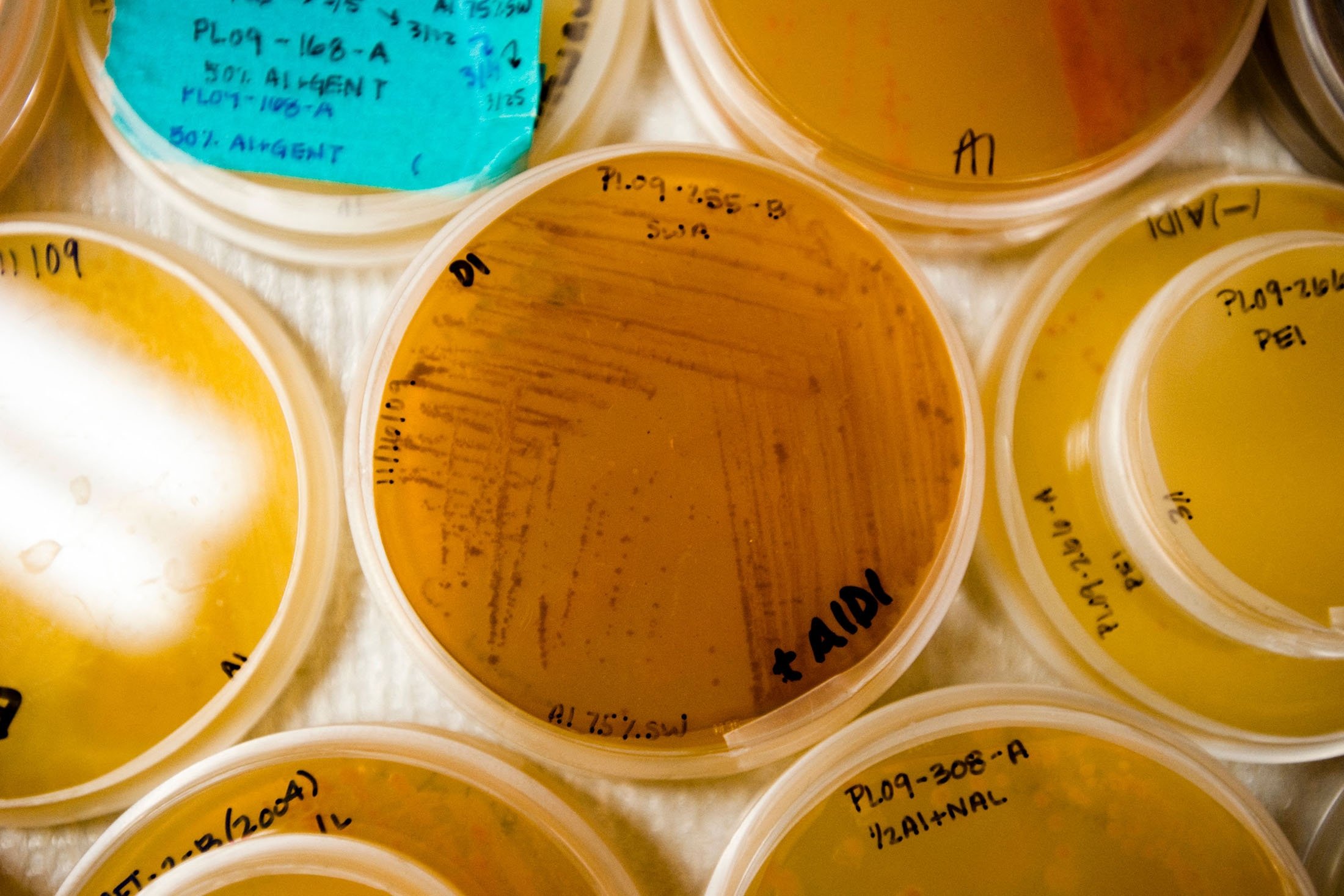 Marine samples being readied for study in the laboratory of William Fenical, Scripps Institution of Oceanography, in San Diego, U.S. (AFP Photo)