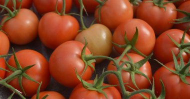 Tomatoes grown in a geothermal greenhouse in Afyonkarahisar, Türkiye, March 3, 2023. (AA Photo)