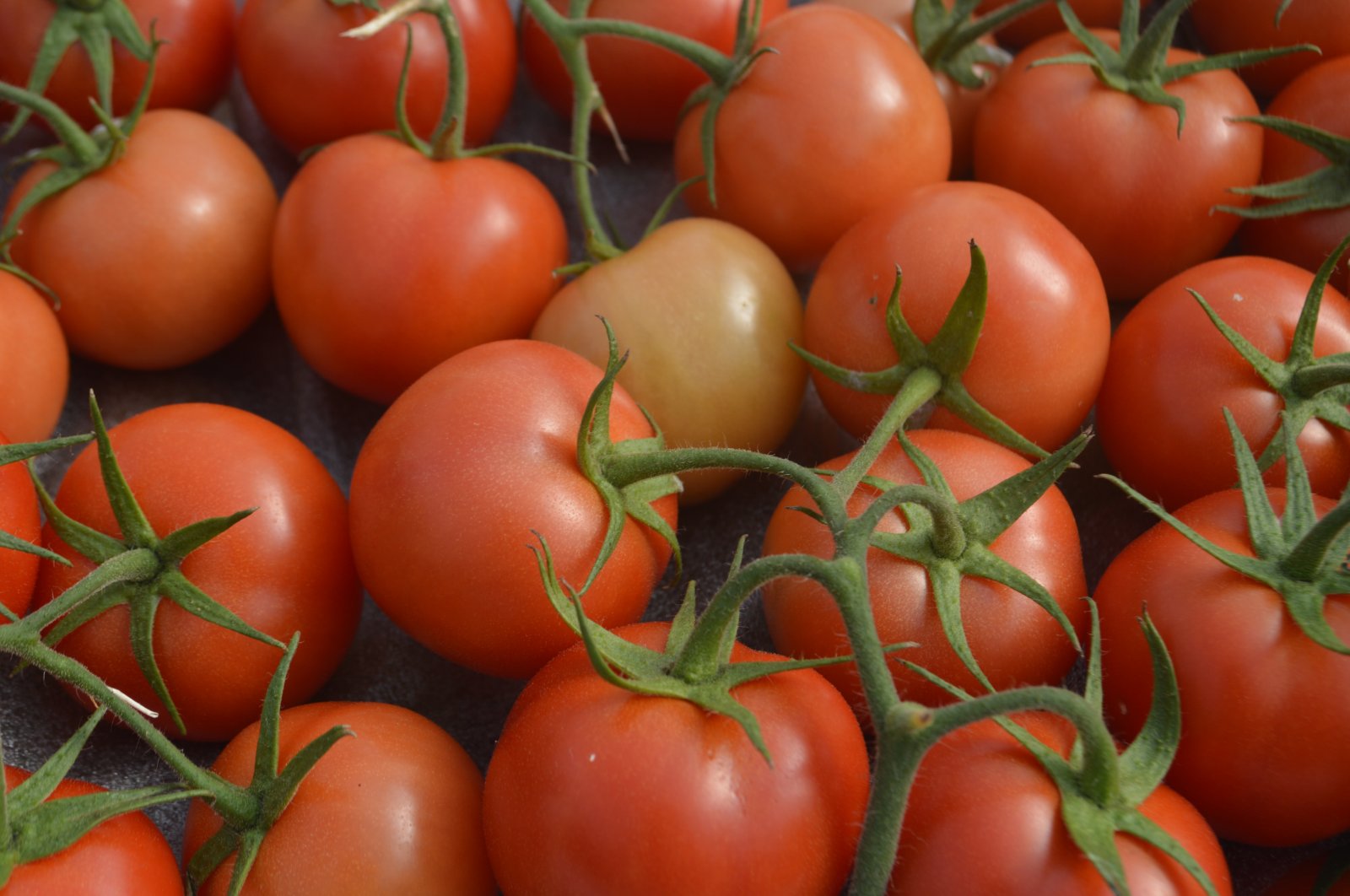 Tomatoes grown in a geothermal greenhouse in Afyonkarahisar, Türkiye, March 3, 2023. (AA Photo)