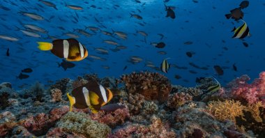A coral reef teems with life with a couple of anemonefish, also known as clownfish, and various reef fish, in the Indian Ocean, April 14, 2017. (Getty Images Photo)