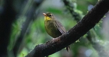 A dusky Tetraka, the second species to be rediscovered in the tropical forests of northeastern Madagascar, March 1, 2023. (AFP Photo)