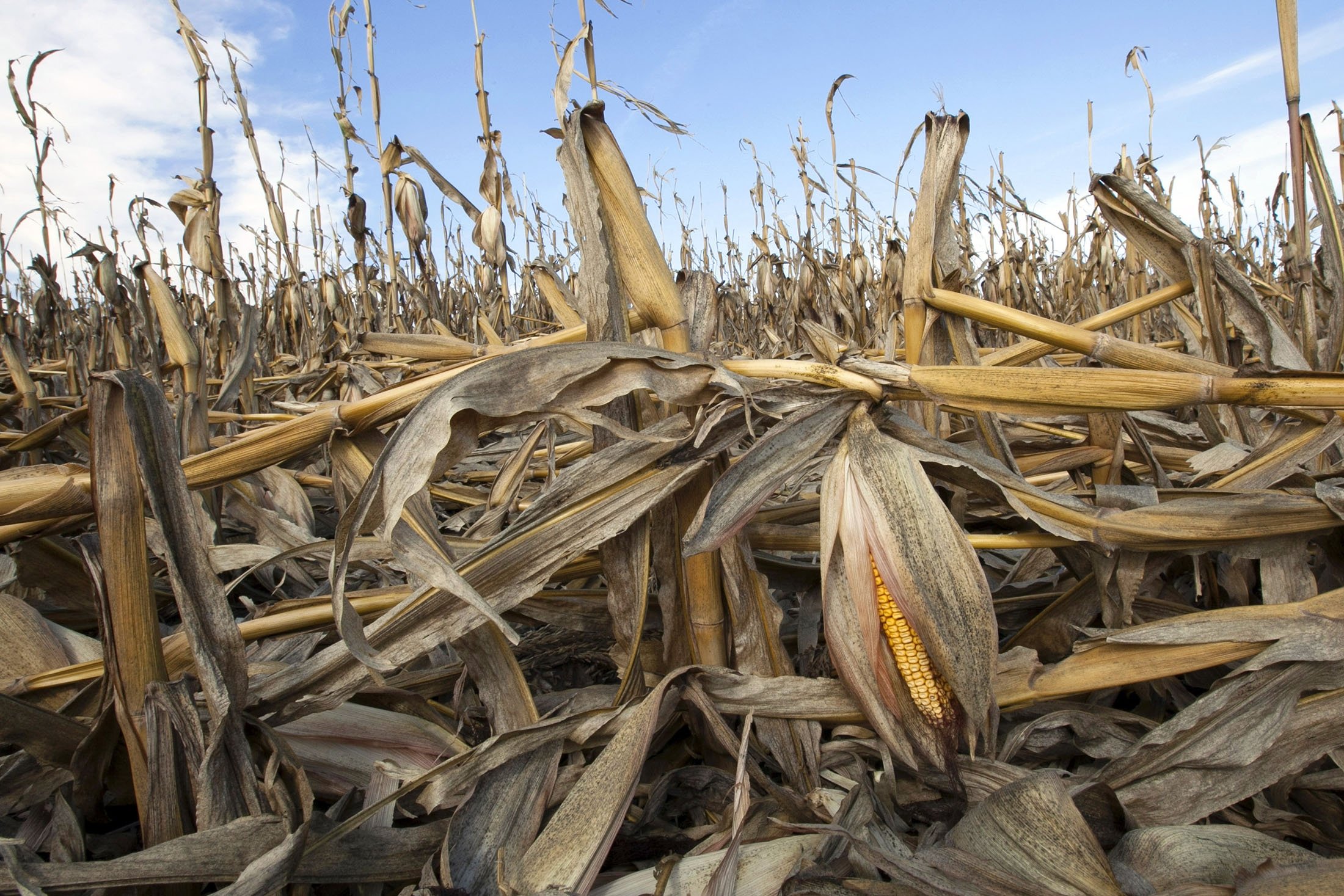 Tanaman jagung yang melemah akibat kekeringan tergeletak di tanah setelah tertimpa hujan, Bennington, Nebraska, AS, 19 September 2012. (AP File Photo)