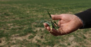 A producer holds a sprig of wheat amid a drought in Izmir, western Türkiye, March 4, 2023. (AA Photo)