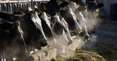 A line of Holstein dairy cows feeds through a fence at a dairy farm, outside Jerome, Idaho, U.S., March 11, 2009. (AP File Photo)