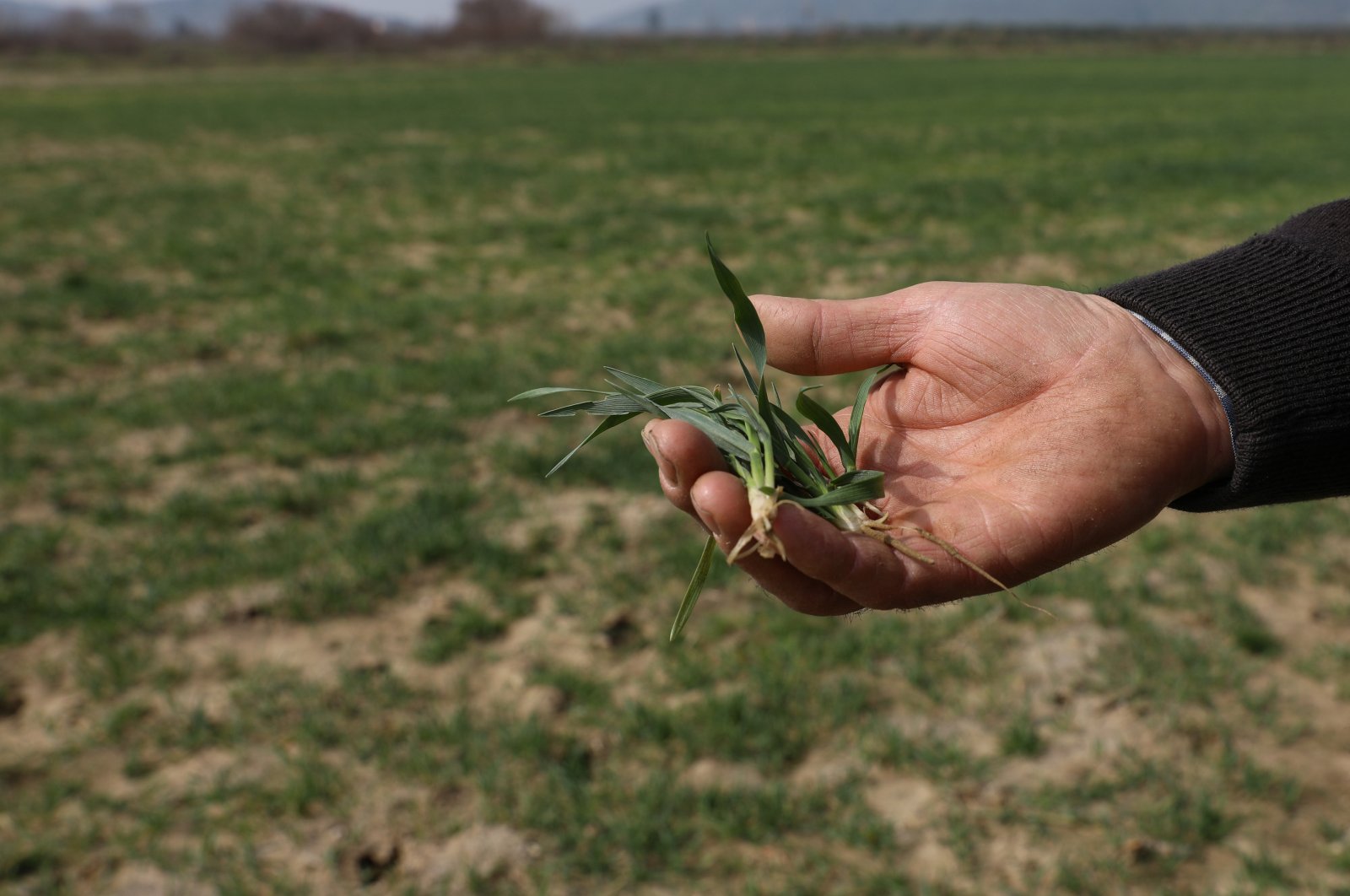 Pakar Turki menawarkan tip untuk produksi gandum di tengah kekeringan