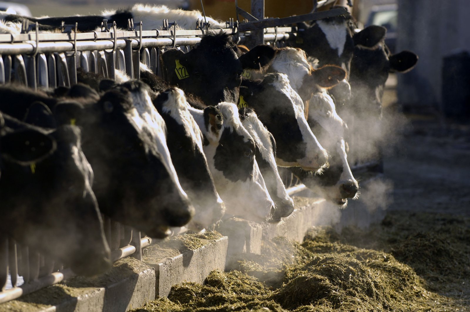 A line of Holstein dairy cows feeds through a fence at a dairy farm, outside Jerome, Idaho, U.S., March 11, 2009. (AP File Photo)
